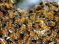 Народные средства от укуса пчелы