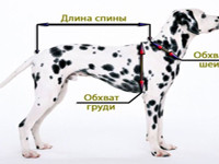 Как определить размер одежды собаки