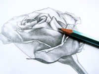 Как рисовать цветок карандашом поэтапно